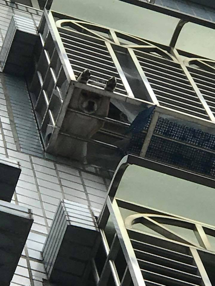 ▲柴犬趴窗台，用這姿勢等主人回家。（圖／翻攝自爆廢公社）