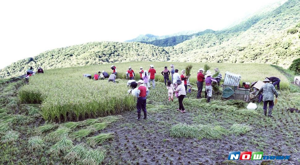 106年7月4日睽違20年的豐濱鄉復興部落的水梯田終於收割了（圖／道綺全球傳播有限公司提供,2017.07.05）
