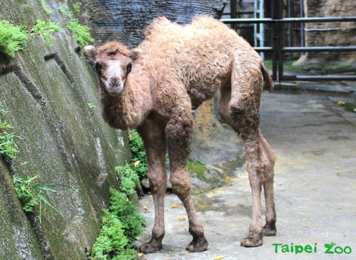 台北市立動物園再添喜事　雙峰駱駝寶寶煙行報到
