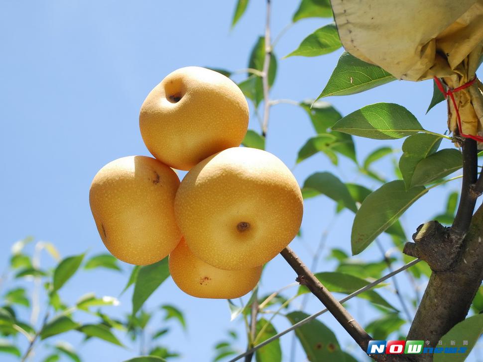 把溫帶水梨的梨穗嫁接在平地橫山梨樹的枝條上，所結出的水梨，就稱為「高接梨」或「寄接梨」。〈圖／記者黃玿琮攝2017.7.4〉