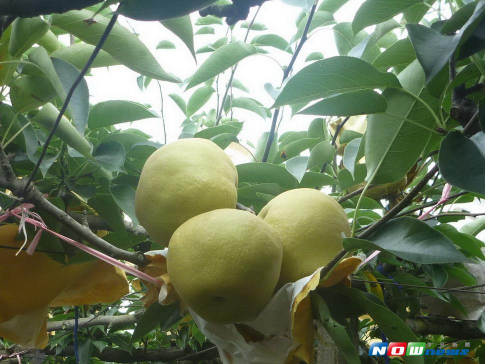 市府農業局澄清，植物生長激素的應用在全世界行之有年，對人體並無危害，消費者仍可安心購買市場上的梨子。〈圖／記者黃玿琮攝2017.7.4〉