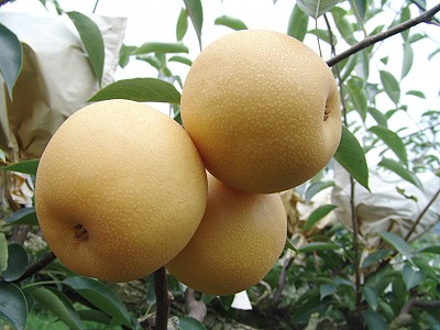 網傳梨子塗抹生長激素要大家別吃，台中農業局出面澄清。（圖／翻攝自網路）