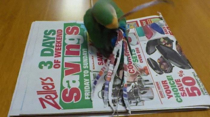 ▲寵物鳥將報紙撕成細條狀，並將報紙條裝飾在自己的鳥尾上。（圖／翻攝自Reddit）