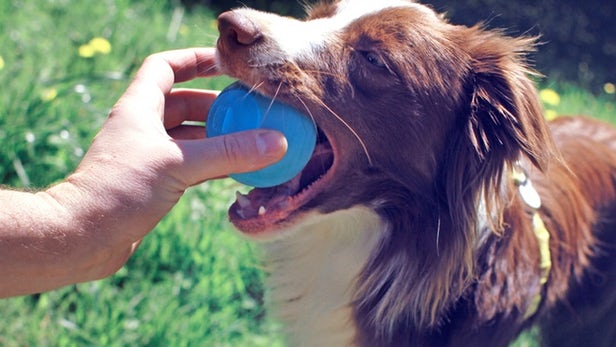 汪星人咬不爛的智慧球　玩你丟我撿就能了解愛犬健康狀況
