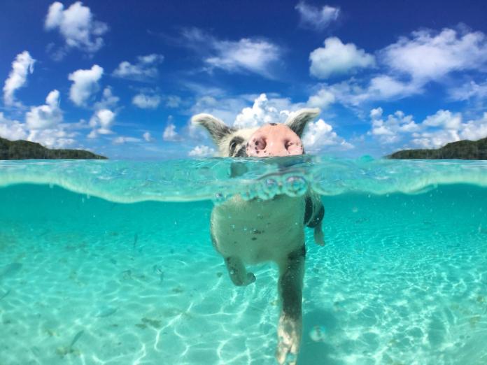 炙熱的夏天又到了！位於加勒比海的巴哈馬群島有一個無人居住的神奇「豬島」，可以帶給你不同的海島風情。（圖／翻攝自獨立報）