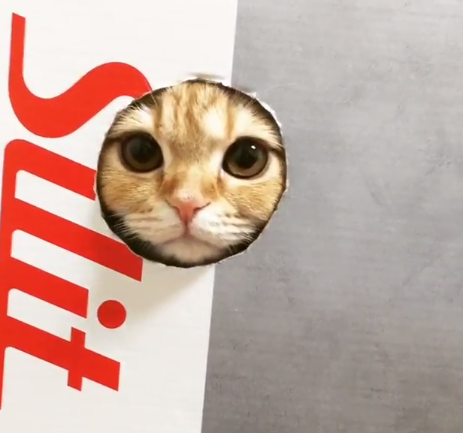 ▲貓咪熱愛玩紙箱，鑽出洞口超可愛。（圖／翻攝自IG）