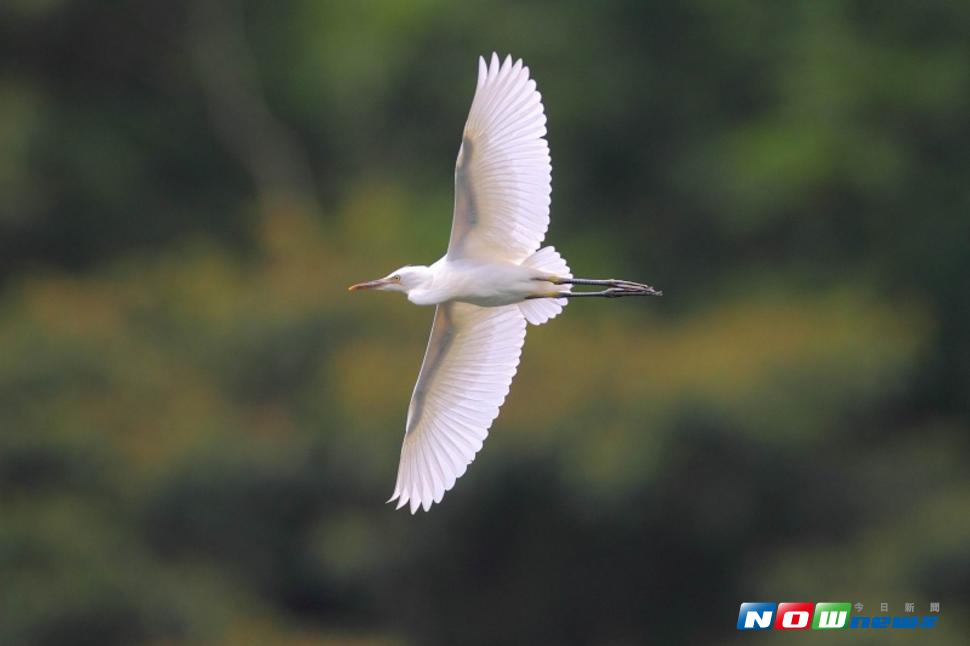 每年農民曆「白露」時節，都會有成千上萬的黃頭鷺往南飛，中途都會經過嘉義縣梅山鄉的太興村（圖／劉定穎先生攝 , 2017..07.01）