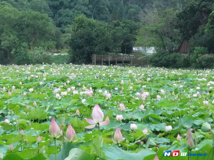 林業園區暑假不休園　可賞花看木雕
