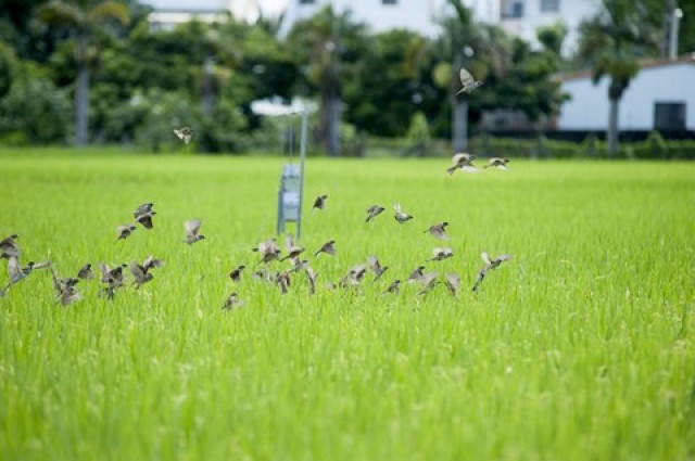 ▲農糧署北區分署與轄內單位合作，推出雙重認證契作米。透過業者及政府雙重抽驗，確保稻米安全無虞。