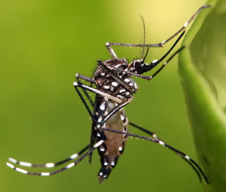 怕世大運真出現「蚊子館」，台北市衛生局全面啟動登革熱病媒蚊防治措施。