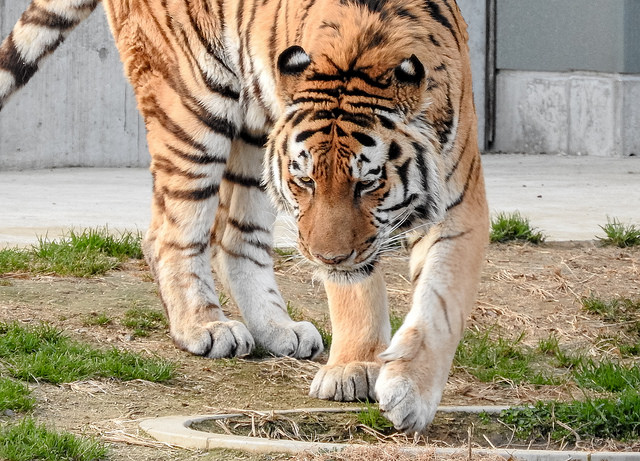 老虎有非常高的靈性，被視為聖獸。圖片來源：Flickr。拍攝者：Jin Kemoole