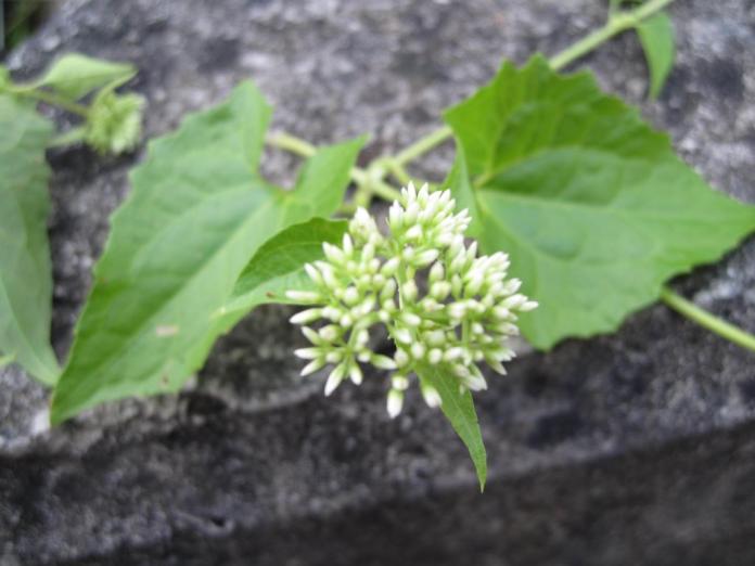 ▲新竹林管處收購小花蔓澤蘭，加贈防蚊醋液獎勵。（圖／新竹縣政府提供 , 2017.08.31）