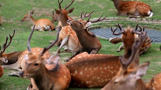 ▲在炎熱的夏天中，奈良市的小鹿們也紛紛聚集到草坪來乘涼了！（圖／國際中心翻攝）