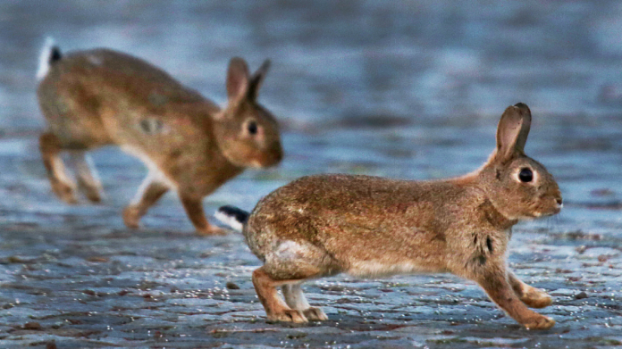 ▲美國新墨西哥州29日發生一起為閃避野兔而造成的嚴重車禍。（圖／達志影像／美聯社）