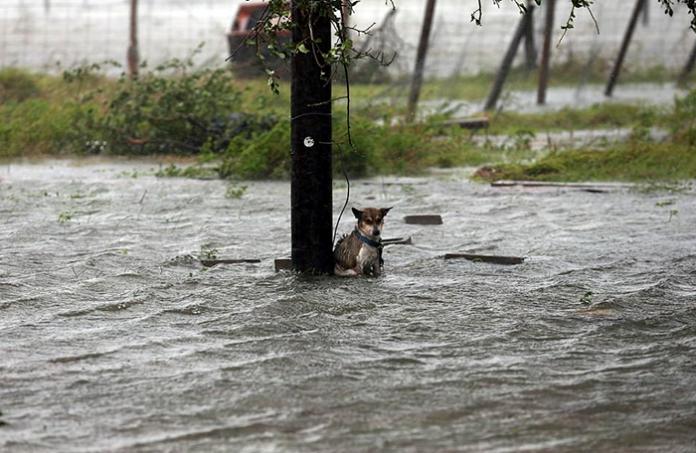 ▲德州淹水，但有民眾卻狠心拋下自己的寵物狗。（圖／翻攝自boredpanda）