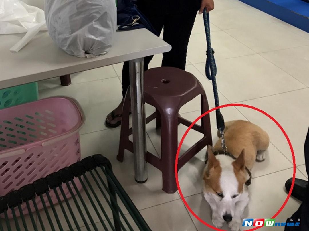 ▲警方以狗追人破竊盜案（圖／林重鎣播攝 , 2017.8.28）