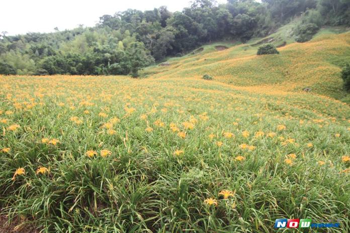 赤科山金針花盛開　農民加緊採收期盼好價
