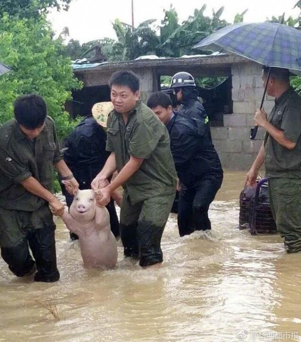 ▲中國大陸四川宜賓一隻豬在獲救過程中疑似露出笑容，讓牠意外爆紅。（圖／翻攝自華西都市報）