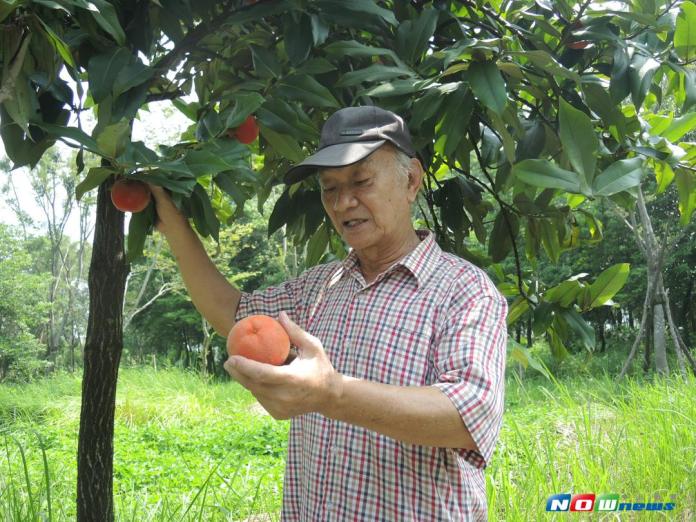 影／吳晟推廣種植台灣原生種「毛柿」
