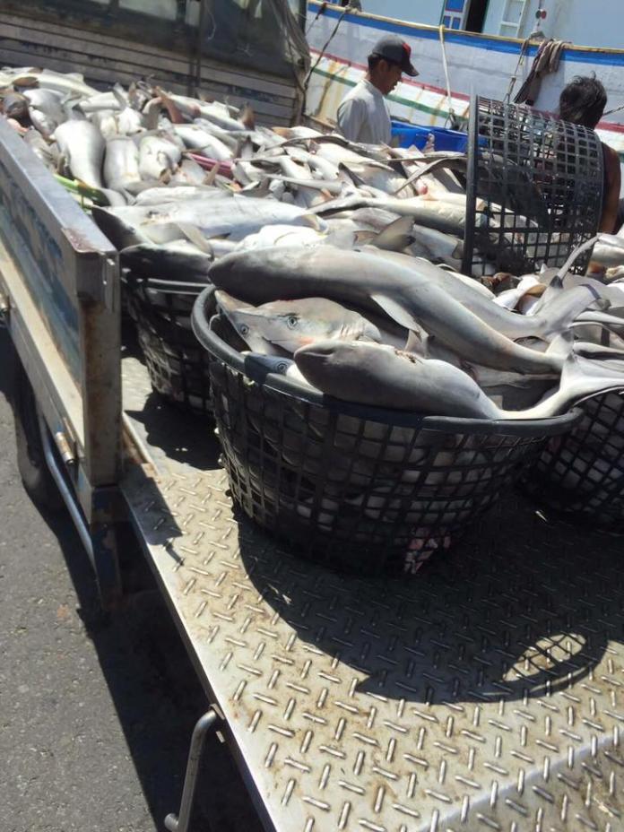 網友拍下一張載滿滿一卡車的「黑鰭真鯊」的相片，大嘆「我們的海洋就是這樣漸漸枯竭的！」（圖／翻攝自臉書）