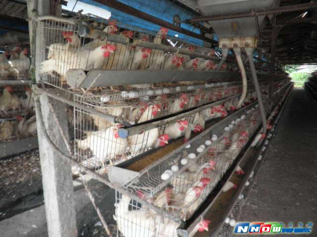 芬普尼毒蛋危機擴大，新增南投2場蛋雞場。（資料圖／NOWnews）
