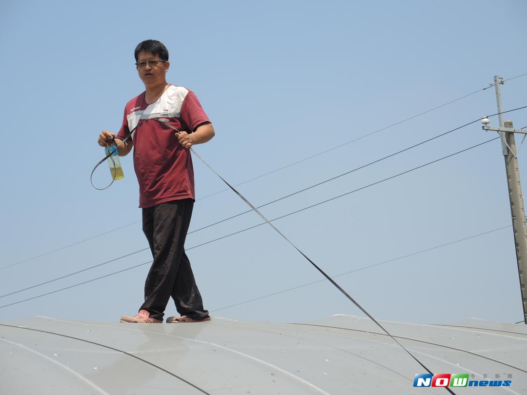 氣象局已發布天鴿颱風警報，不少農友忙著做好防颱措施，爬到溫室棚架上，合力用壓緊帶束緊帆布，\\'防範天鴿肆虐。（圖／記者陳雅芳攝，2017.8.21）