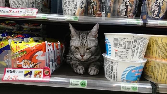 窩在超商商品架上的小貓，價錢標示23元。（圖／翻攝自爆料公社2017.8.14）