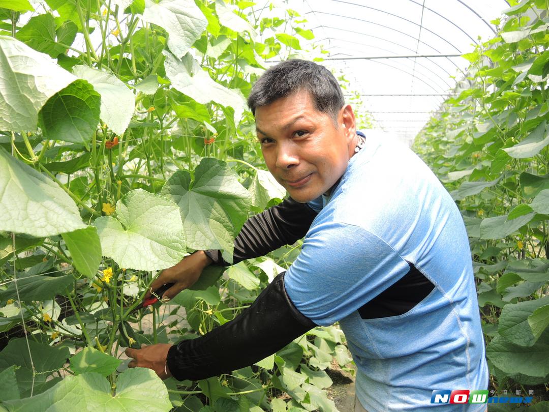 溪州鄉青年農民蔡宏易採用四章一Q安全栽培種植小黃瓜，企業化經營，收入甚至可超越一般上班族，賺進百萬年薪。（圖／記者陳雅芳攝，2017.8.13）