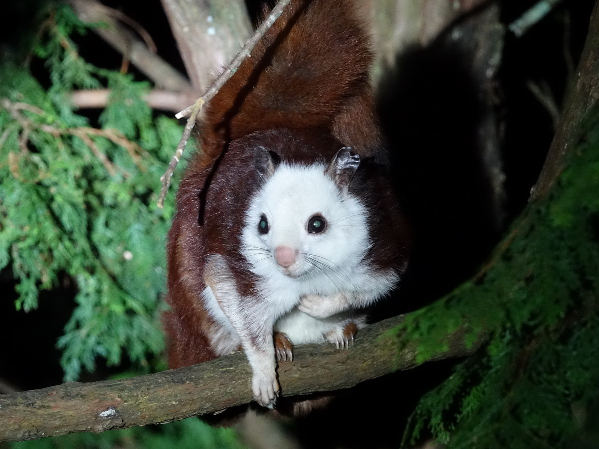 夜間在大雪山地區林間漫步，有時還可巧遇俏皮的白面鼯鼠。〈圖／東勢林區管理處提供2017.8.14〉