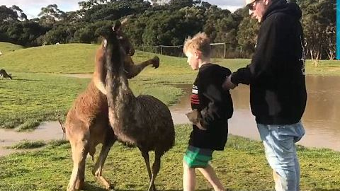 ▲一名男孩在澳洲墨爾本一個動物園遊玩時，卻慘遭袋鼠以左勾拳攻擊。（圖／國際中心翻攝）