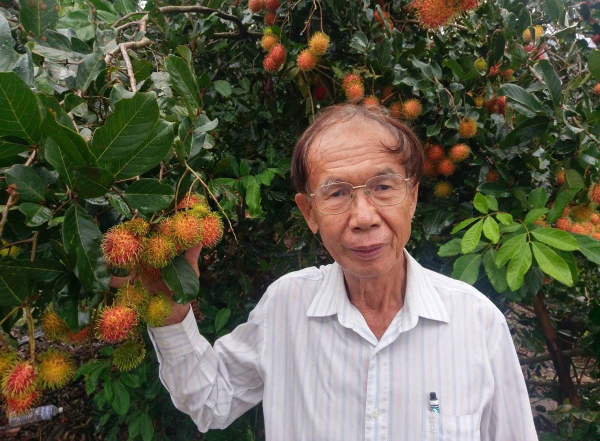 高樹蔡門興克服氣候及環境種出頂級紅毛丹火紅上市，對愛吃紅毛丹的人是一大福音。（圖／記者陳宗傑翻攝,2017.08.11）