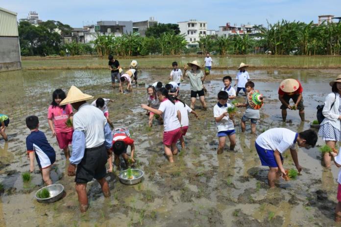 從泥巴到嘴巴！食農推廣教育　國小學童下田學插秧
