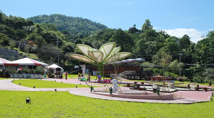 紫雲、蓮心　嘉義山區美景再添一筆
