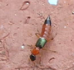 俗稱「青螞蟻」的隱翅蟲接觸其體液會造成皮膚起泡及潰爛。（圖／記者李清貴翻攝 , 2017.08.10）