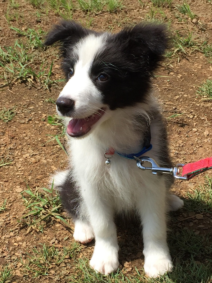 初來乍到的牧羊幼犬取名為KIKI，活靈活現眼珠子，黑白分明毛髮。（圖／澎湖縣警局提供 , 2017.08 10）