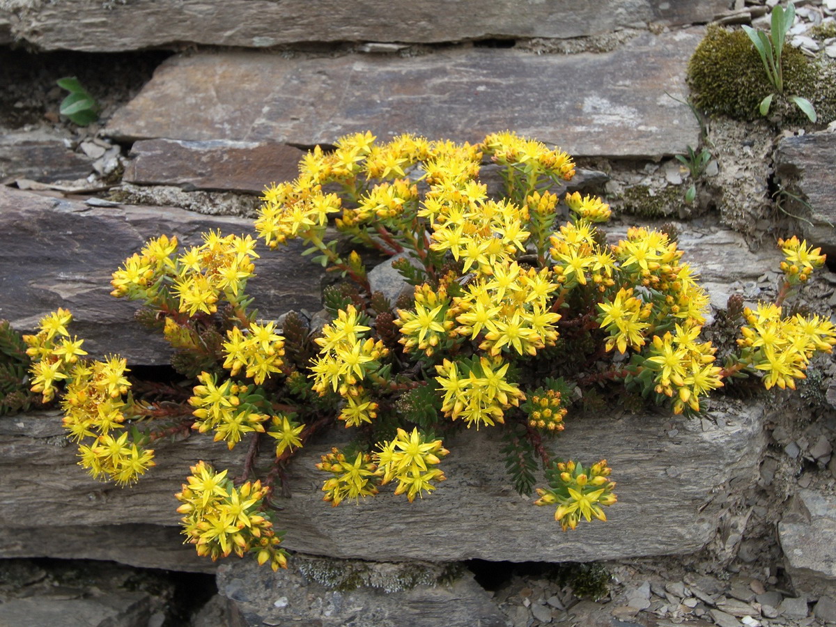合歡山玉山佛甲草等高山花卉盛開，民眾上山淨山做公益還可避暑、賞花。〈圖／東勢林區管理處提供2017.8.10〉