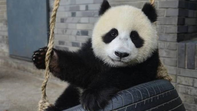 ▲中國大陸大熊貓保護研究中心8日晚透過官方微博報平安，表示人熊均安好。（圖／翻攝自中國大陸大熊貓保護研究中心微博）
