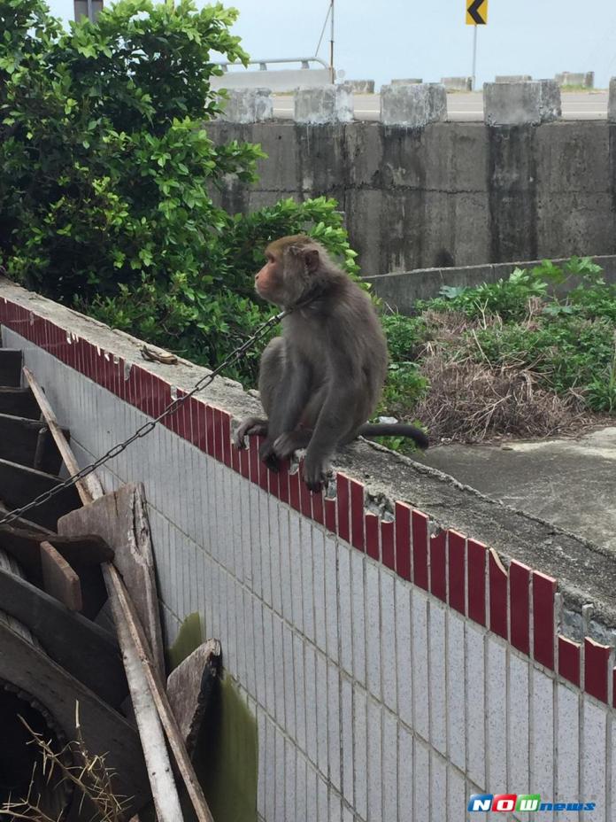 台灣獼猴遭綁鐵鍊圈養　民眾不捨檢舉救出
