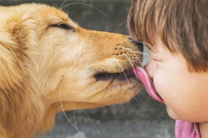 狗狗是人類最忠實的朋友。（示意圖／翻攝自《Mirror》）