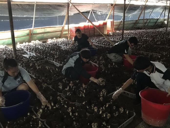 新社高中農業科學生到農業賢拜王裕宏的香菇園見習，學習香菇的栽培與行銷。（圖／台中市政府農業局提供2017.8.5）