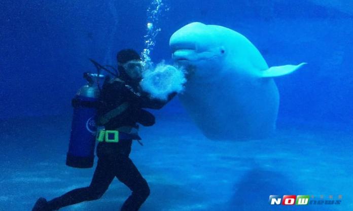 海生館小白鯨餵食秀　捉弄飼育員玩耍「超卡哇伊」
