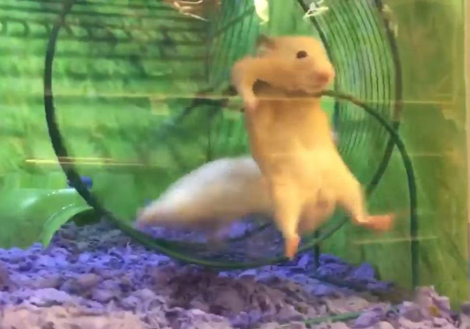 ▲日前，一隻褐色小倉鼠在滾輪上被同伴慘虐，引起網友捧腹大笑。（圖／國際中心翻攝）