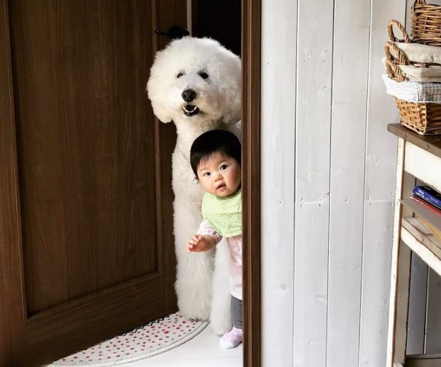 ▲一歲的Mame最好的朋友是隻名叫Riku的貴賓狗。（圖／翻攝自＠tamanegi.qoo.riku）