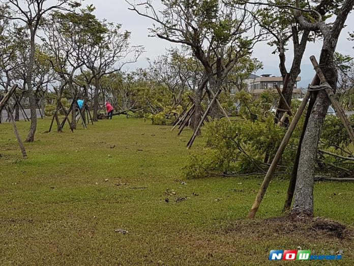 診斷宜蘭運動公園台灣欒樹　學者提建言
