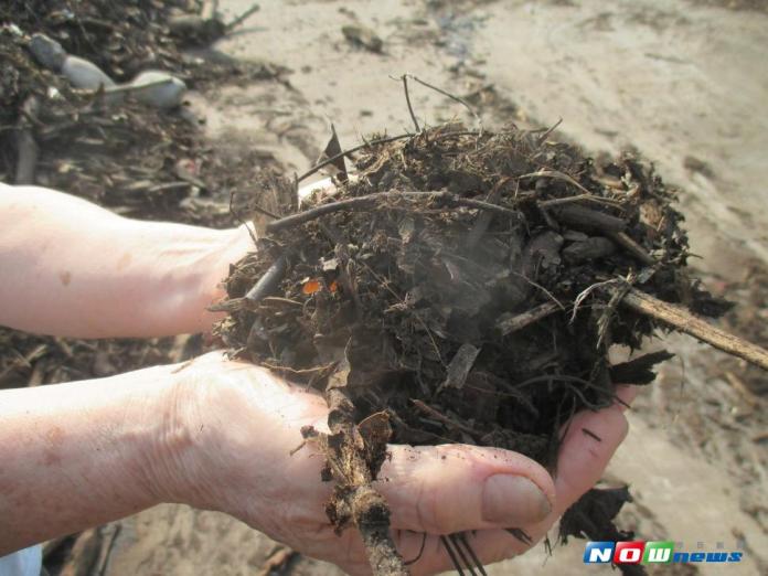 園藝施肥「黑金」　 中市廢木料銀行免費提供「腐植土」
