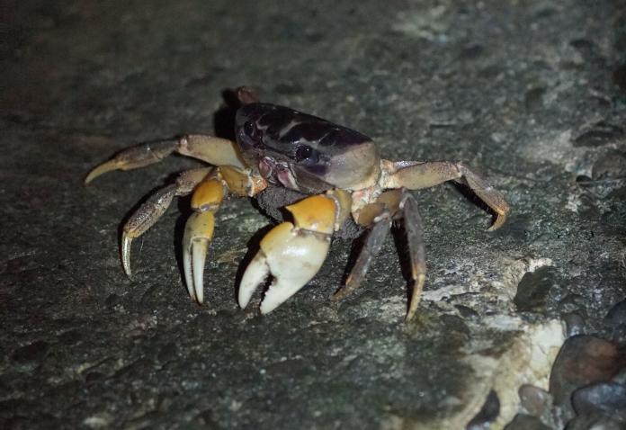 墾丁香蕉灣砂島路段封路　護陸蟹過路降海釋幼
