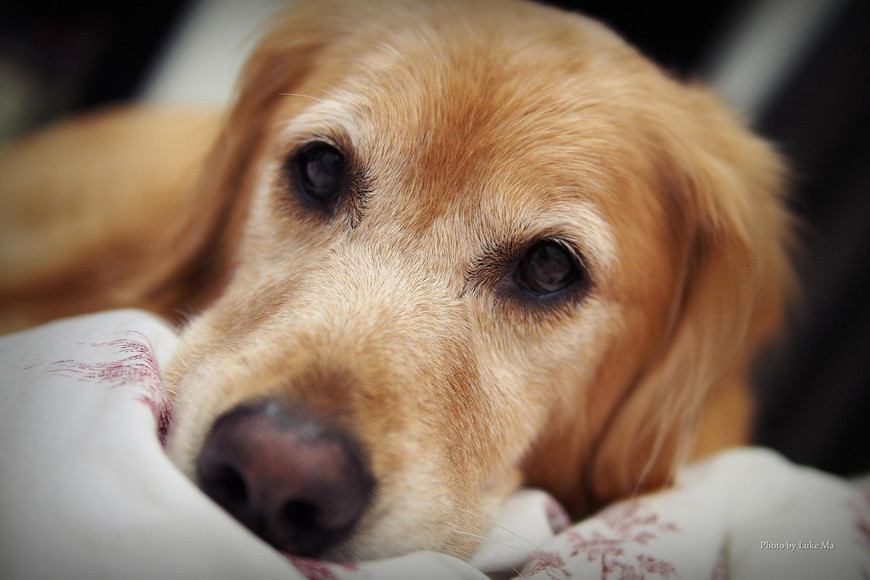 ▲近期受到大陸冷氣團影響，部分縣市清晨都出現10度以下低溫，這不光人類會被冷醒，連家裡寵物也會冷到發抖。（圖／翻攝自網路）