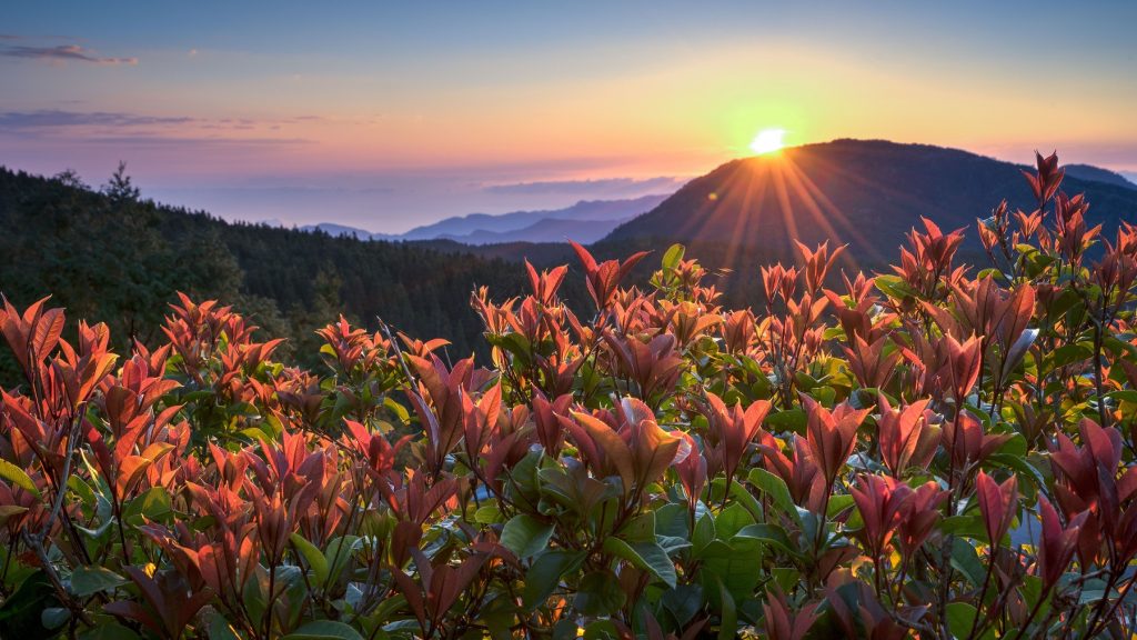 太平山日出