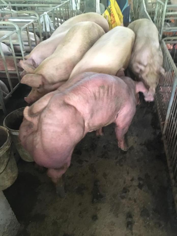 ▲柬埔寨農民飼養的基改豬，渾身肌肉宛如「浩克」。（圖／翻攝自Duroc Cambodia）