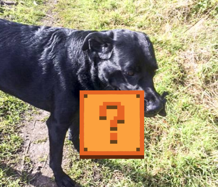 ▲扔樹枝卻叼回「姐夫」，飼主被愛犬嚇瘋（圖／翻攝自每日郵報）